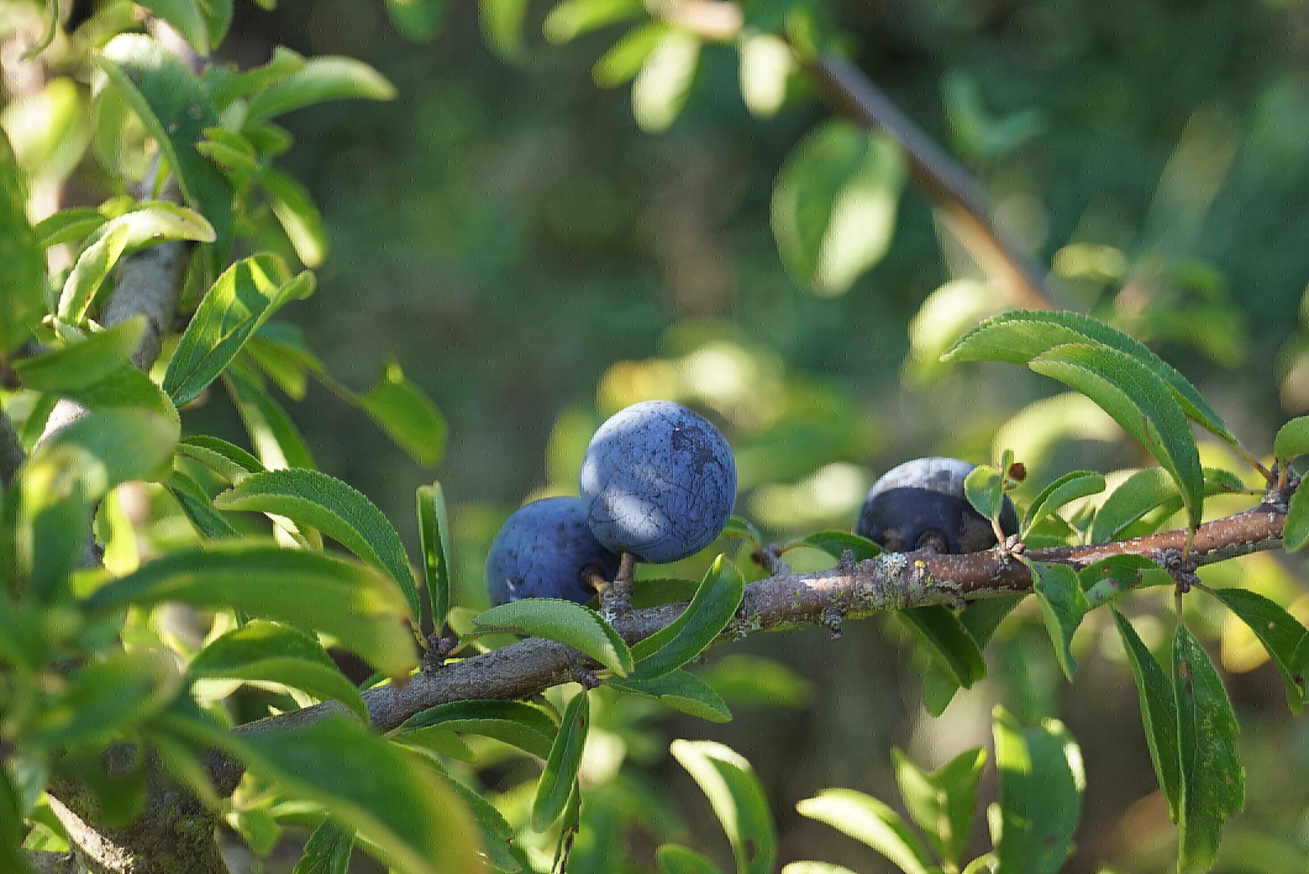 Prunus spinosa (16)